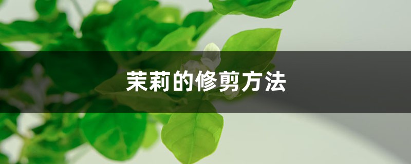 茉莉的修剪方法 茉莉的修剪方法