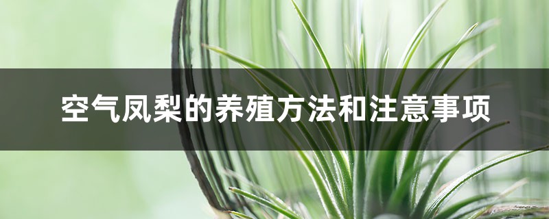 空气凤梨的养殖方法和注意事项 空气凤梨的养殖方法和注意事项