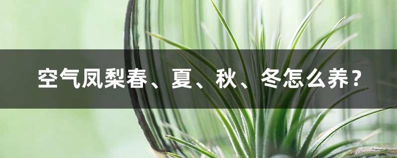 空气凤梨春、夏、秋、冬怎么养? 空气凤梨春、夏、秋、冬怎么养?