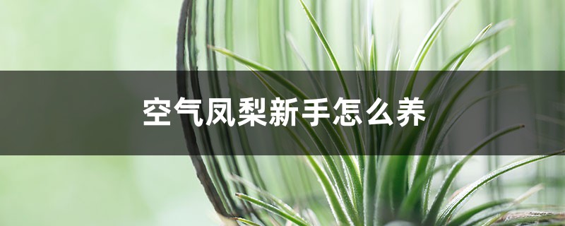 空气凤梨新手怎么养 空气凤梨新手怎么养
