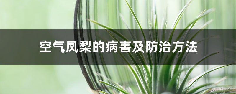 空气凤梨的病害及防治方法 空气凤梨的病害及防治方法