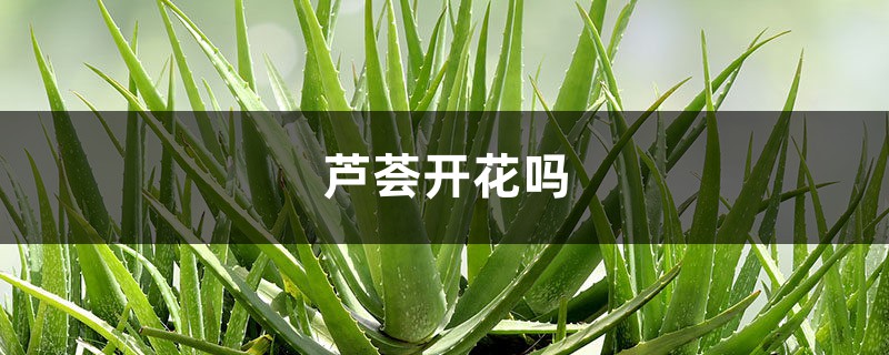芦荟开花吗 芦荟开花吗