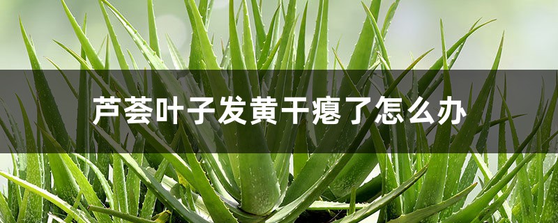 芦荟叶子发黄干瘪了怎么办 芦荟叶子发黄干瘪了怎么办