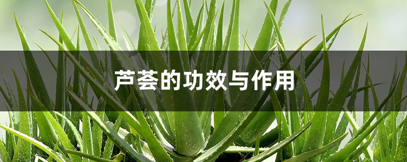 芦荟的功效与作用 芦荟的功效与作用