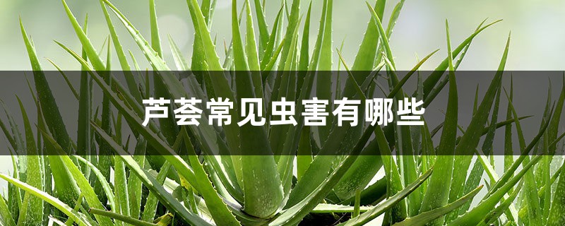 芦荟常见虫害有哪些 芦荟常见虫害有哪些