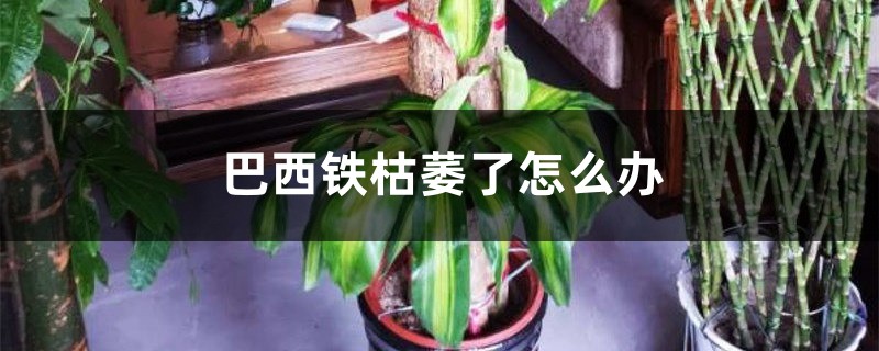 巴西铁枯萎了怎么办 巴西铁枯萎了怎么办
