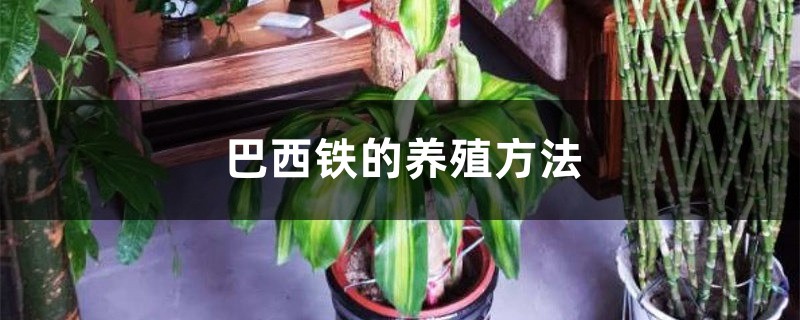 巴西铁的养殖方法 巴西铁的养殖方法