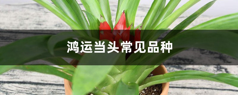 鸿运当头常见品种 鸿运当头常见品种