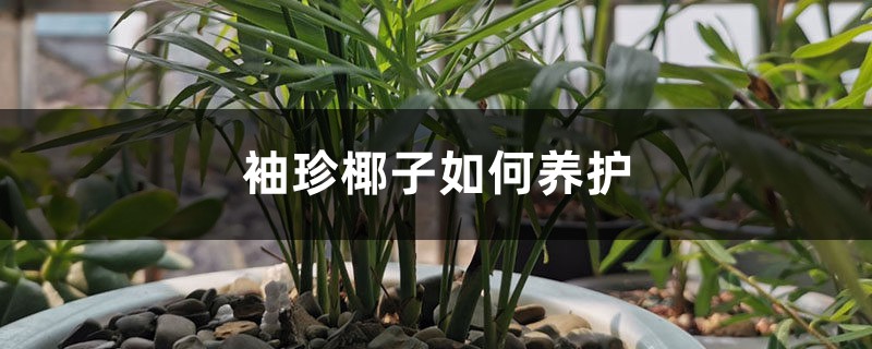 袖珍椰子如何养护 袖珍椰子如何养护