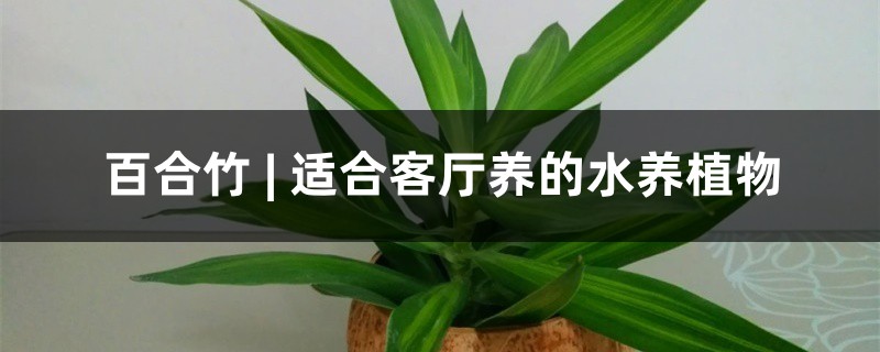 百合竹 | 适合客厅养的水养植物 百合竹 | 适合客厅养的水养植物