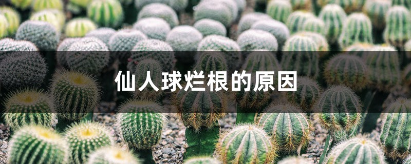 仙人球烂根的原因 仙人球烂根的原因