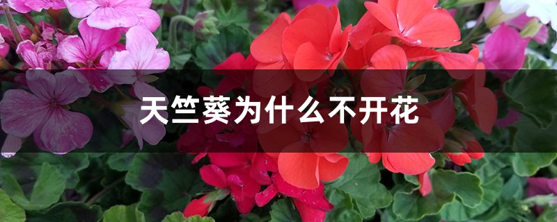 天竺葵为什么不开花 天竺葵为什么不开花