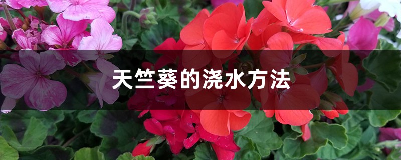天竺葵的浇水方法 天竺葵的浇水方法