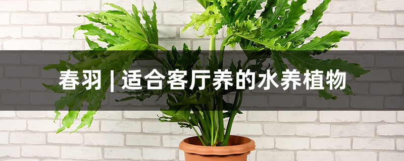 春羽 | 适合客厅养的水养植物 春羽 | 适合客厅养的水养植物