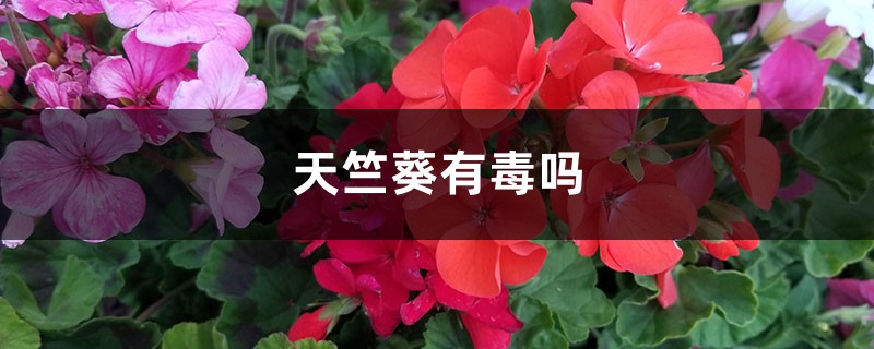 天竺葵有毒吗 天竺葵有毒吗