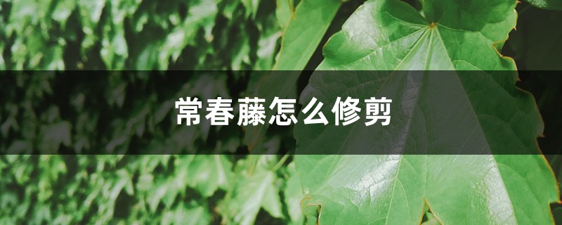 常春藤怎么修剪 常春藤怎么修剪
