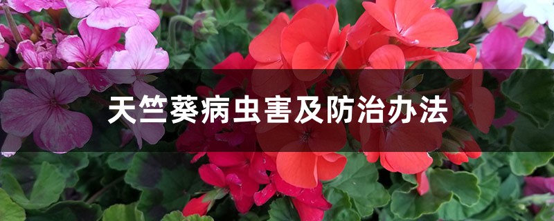 天竺葵病虫害及防治办法 天竺葵病虫害及防治办法