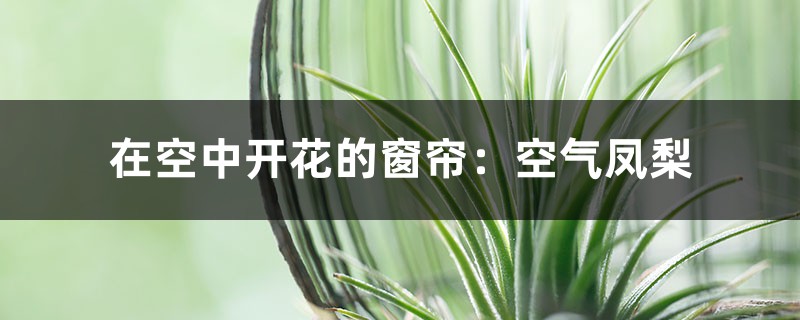 在空中开花的窗帘:空气凤梨 在空中开花的窗帘:空气凤梨