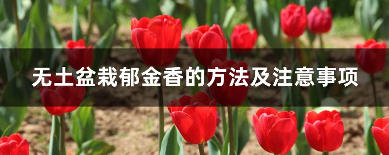无土盆栽郁金香的方法及注意事项 无土盆栽郁金香的方法及注意事项