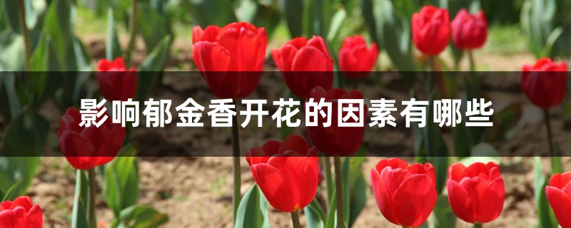 影响郁金香开花的因素有哪些 影响郁金香开花的因素有哪些