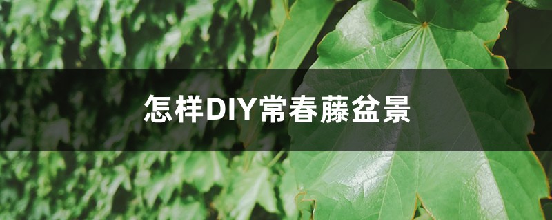 怎样DIY常春藤盆景 怎样DIY常春藤盆景