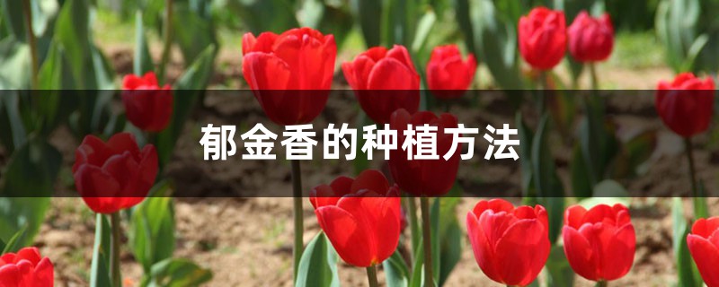 郁金香的种植方法 郁金香的种植方法