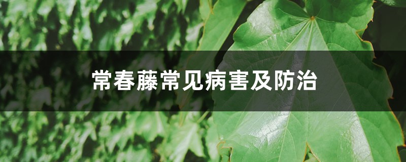常春藤常见病害及防治 常春藤常见病害及防治