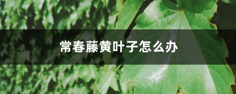 常春藤黄叶子怎么办 常春藤黄叶子怎么办