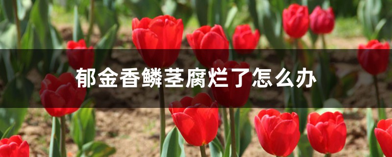 郁金香鳞茎腐烂了怎么办 郁金香鳞茎腐烂了怎么办