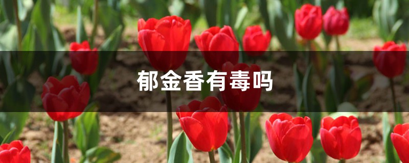 郁金香有毒吗 郁金香有毒吗