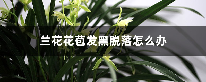兰花花苞发黑脱落怎么办 兰花花苞发黑脱落怎么办