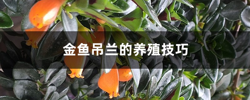金鱼吊兰的养殖技巧 金鱼吊兰的养殖技巧