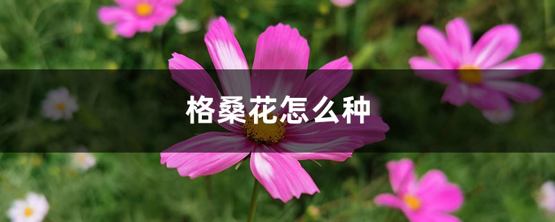 格桑花怎么种 格桑花怎么种