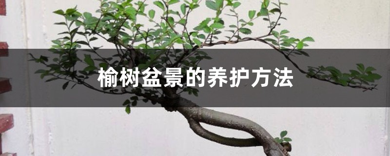 榆树盆景的养护方法 榆树盆景的养护方法