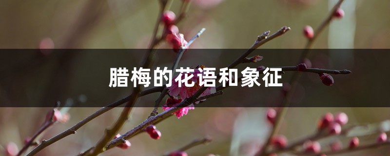 腊梅的花语和象征 腊梅的花语和象征