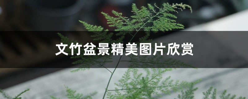 文竹盆景精美图片欣赏 文竹盆景精美图片欣赏