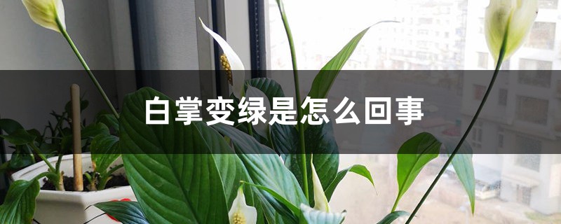 白掌变绿是怎么回事 白掌变绿是怎么回事