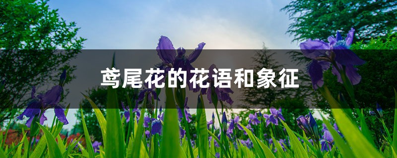 鸢尾花的花语和象征 鸢尾花的花语和象征