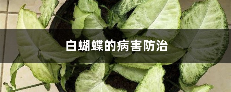 白蝴蝶的病害防治 白蝴蝶的病害防治