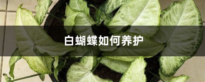 白蝴蝶如何养护 白蝴蝶如何养护