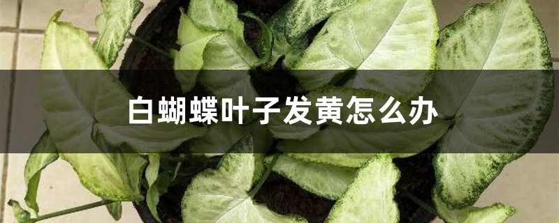 白蝴蝶叶子发黄怎么办 白蝴蝶叶子发黄怎么办