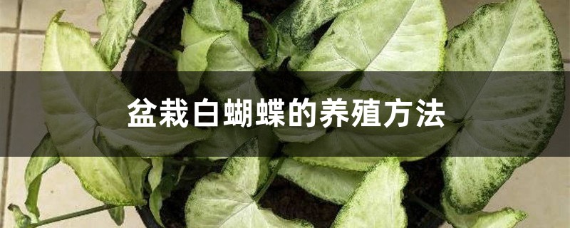 盆栽白蝴蝶的养殖方法 盆栽白蝴蝶的养殖方法