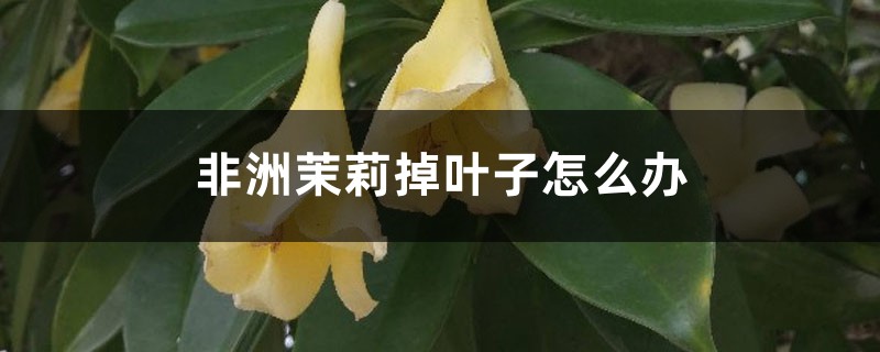 非洲茉莉掉叶子怎么办 非洲茉莉掉叶子怎么办