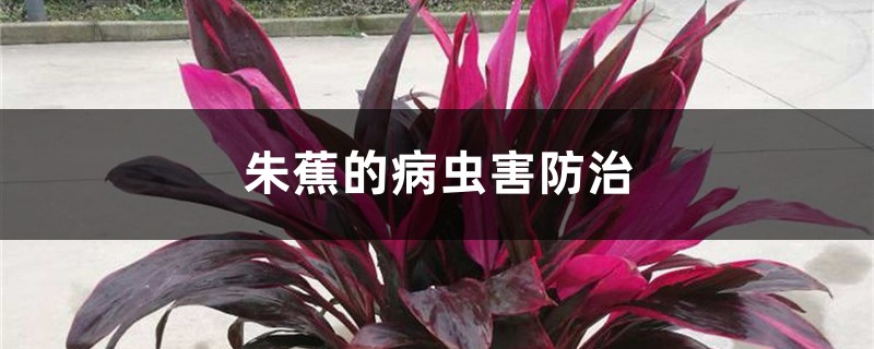 朱蕉的病虫害防治 朱蕉的病虫害防治