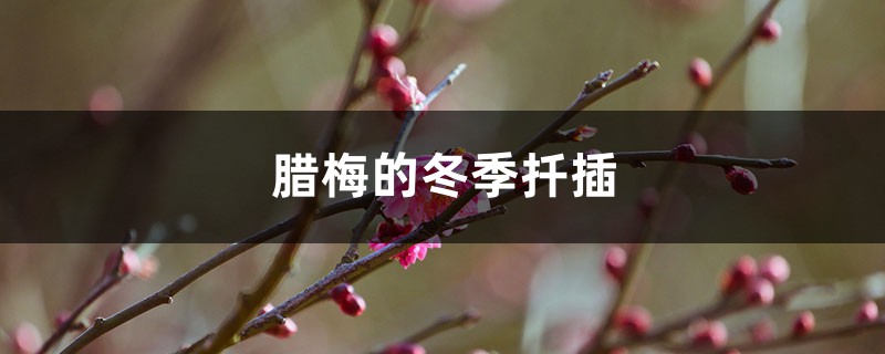 腊梅的冬季扦插 腊梅的冬季扦插