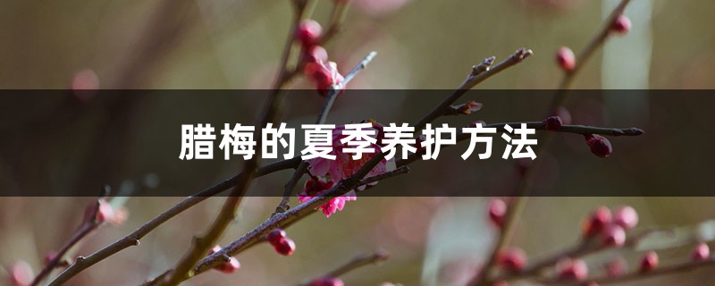 腊梅的夏季养护方法 腊梅的夏季养护方法