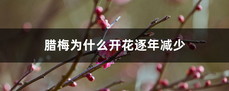 腊梅为什么开花逐年减少 腊梅为什么开花逐年减少