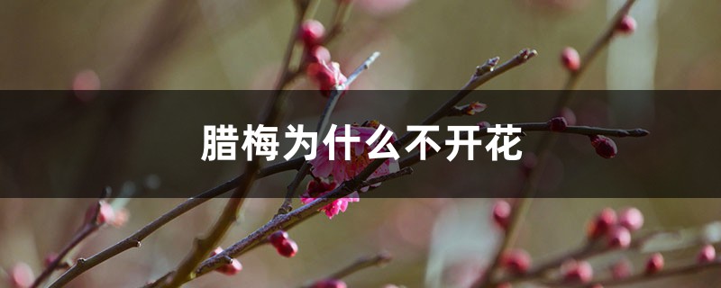 腊梅为什么不开花 腊梅为什么不开花
