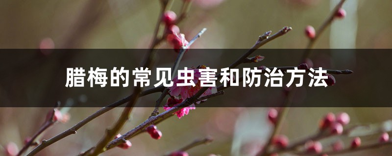 腊梅的常见虫害和防治方法 腊梅的常见虫害和防治方法