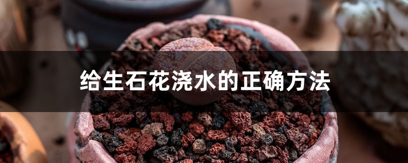 给生石花浇水的正确方法 给生石花浇水的正确方法